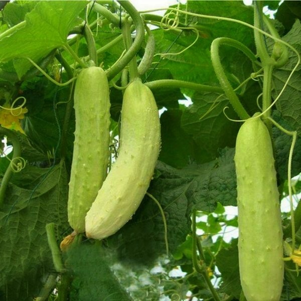 white cucumber photo bride