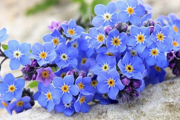 forget-me-not