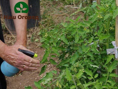 Urea as a top dressing for tomatoes