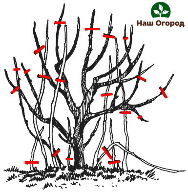 Isang tinatayang pamamaraan para sa pruning isang itim na currant bush