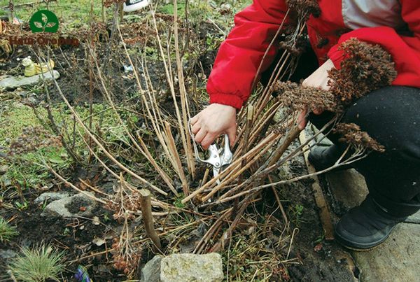 mga pruning halaman