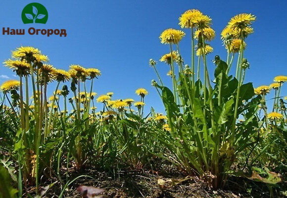 Dandelion medicinal can grow very quickly