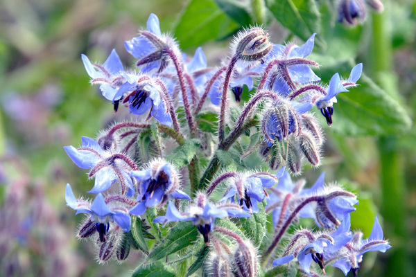 cucumber herb