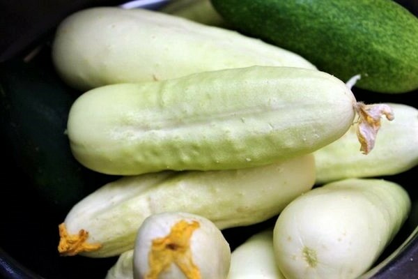 white cucumber snow white photo