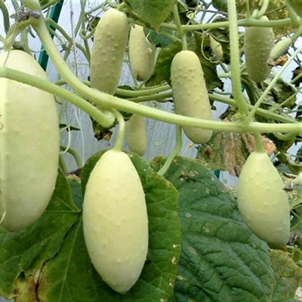 white cucumber white angel photo