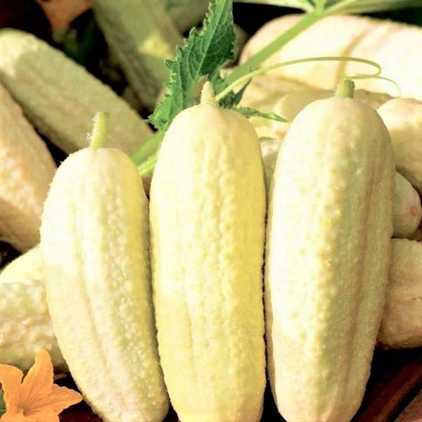 white cucumber white delicacy photo