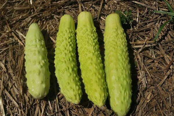 white cucumber italian white photo