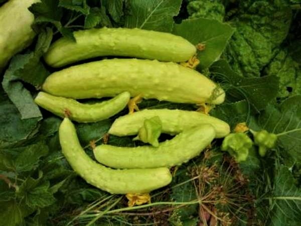 white cucumber chinese white