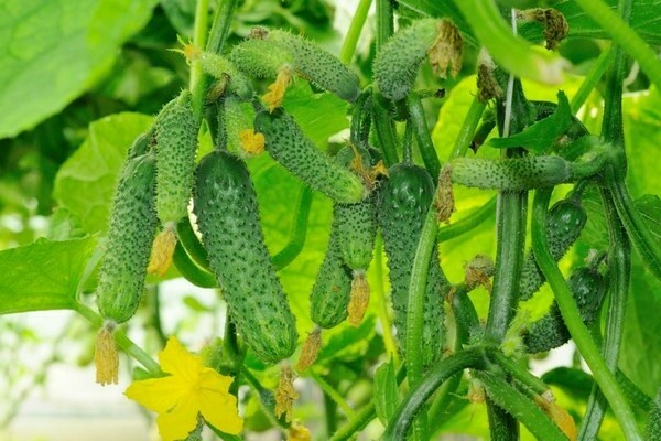 cucumber parisian gherkin