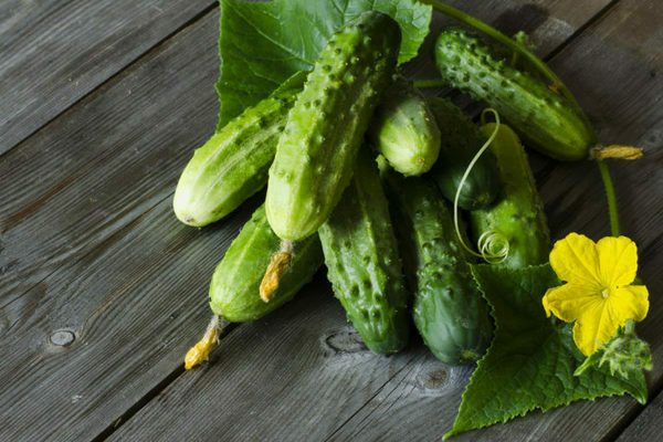 cucumber parisian gherkin