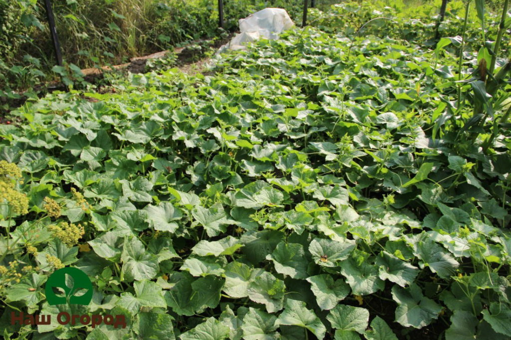 Too dense planting of cucumbers is not desirable, as it will negatively affect the harvest