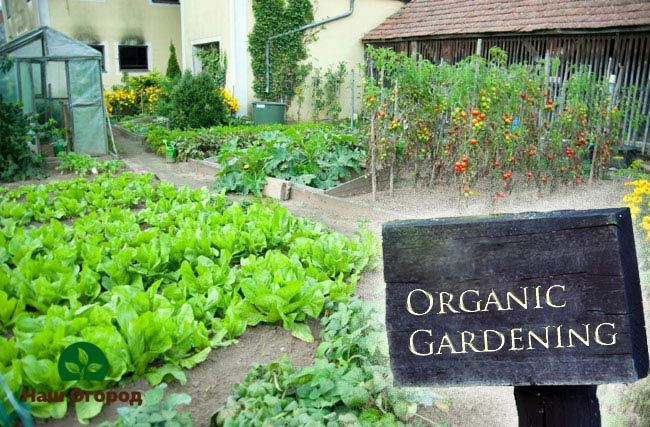 Biologisches Gärtnern kann als das Wachsen von Pflanzen im Einklang mit der Natur beschrieben werden.