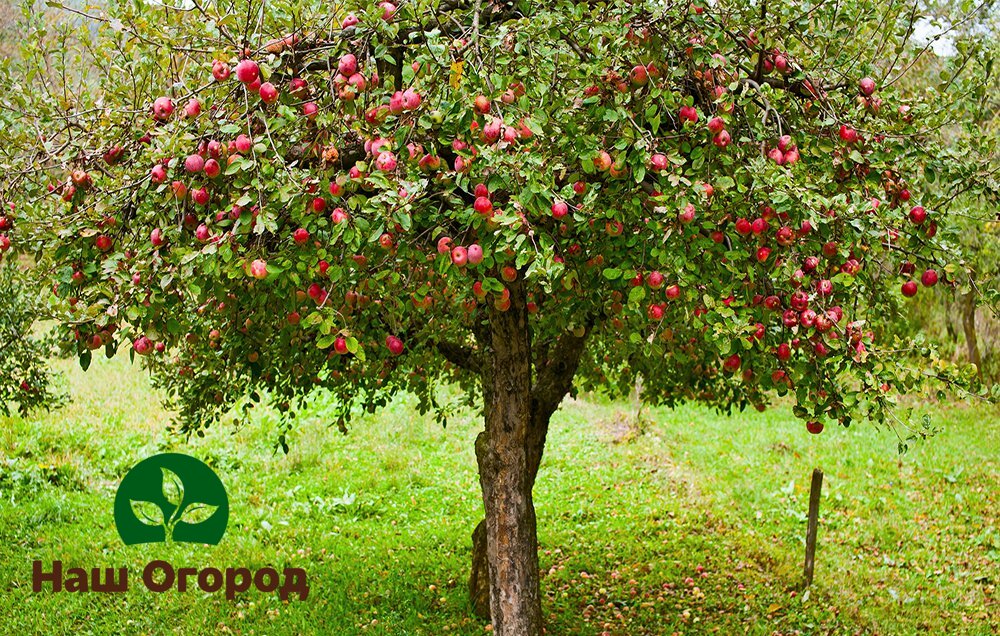 Große Obstbäume benötigen mehr Pflege.