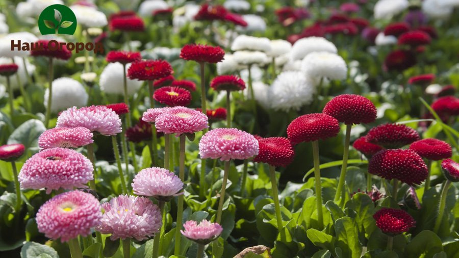 Daisies are not only beautiful flowers in your garden. They can also benefit your body.