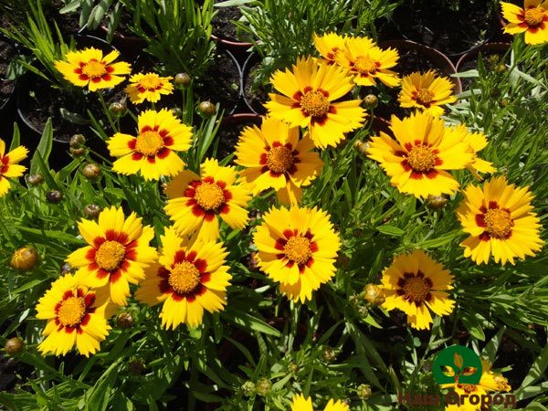 Malaking-bulaklak na coreopsis