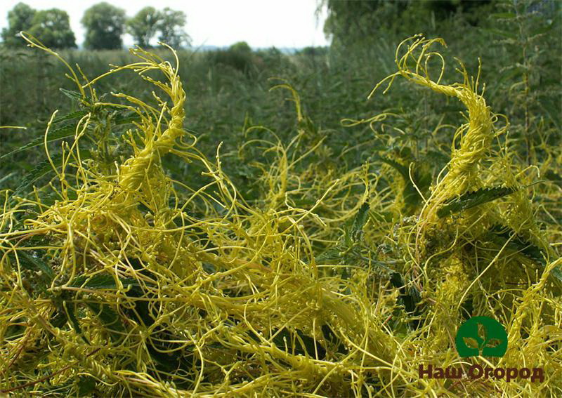 Dodder weed, capable of picking up nutrients from root crops very quickly