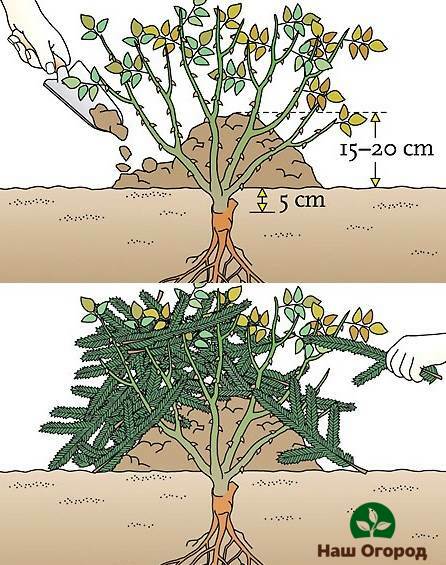 Isang nakalarawang diagram ng paghahanda ng mga spray ng rosas para sa lamig ng taglamig