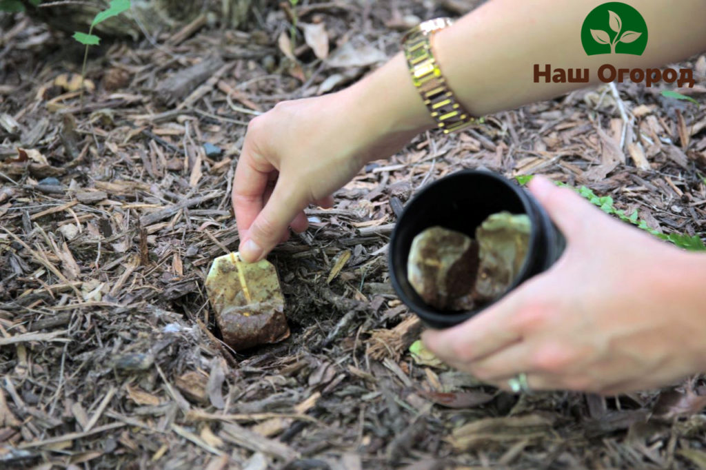 You can also feed the plants with the help of used tea bags.