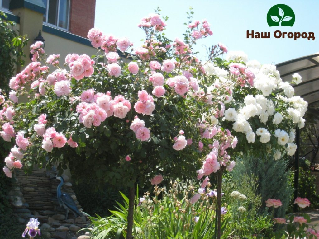 Climbing rose twigs pointing vertically