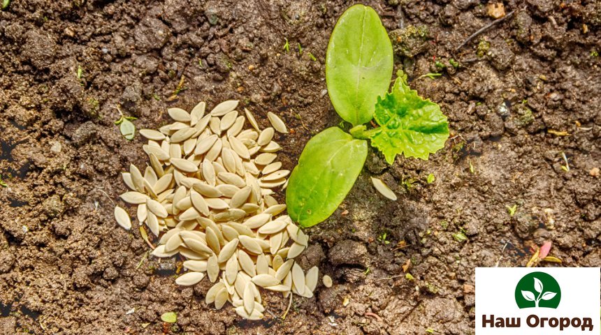 Cucumbers can be planted in a seedless way.