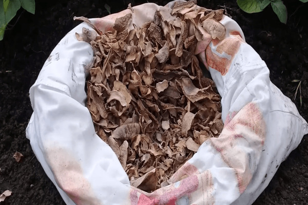 Fertilizing the soil in autumn