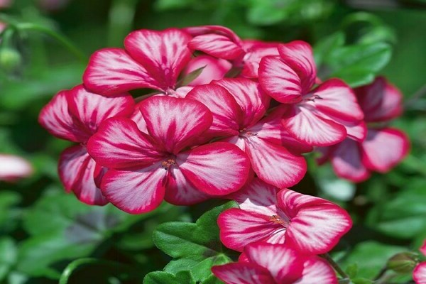 Pelargonie