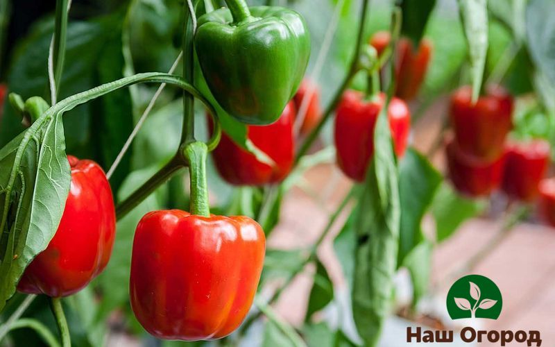 Sweet pepper variety California himala