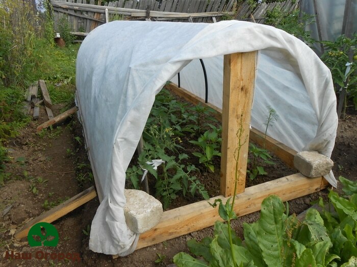 Ang isang DIY foil greenhouse para sa peppers ay ganap ding protektahan ang mga peppers mula sa malamig na gabi.