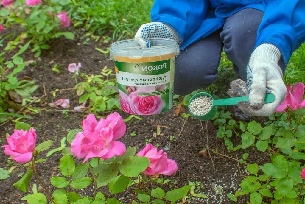 Fertilizing roses