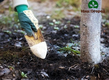 Vous pouvez fertiliser les arbres fruitiers avec un sol encore non gelé.