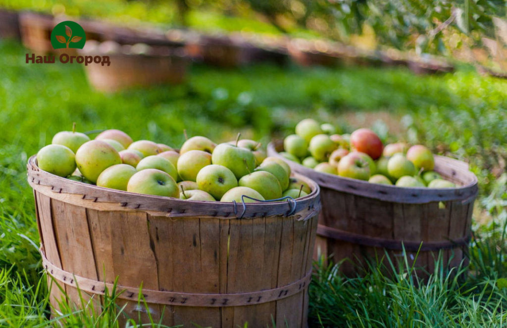 picking fruits