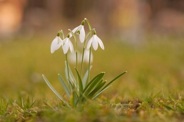 snowdrops