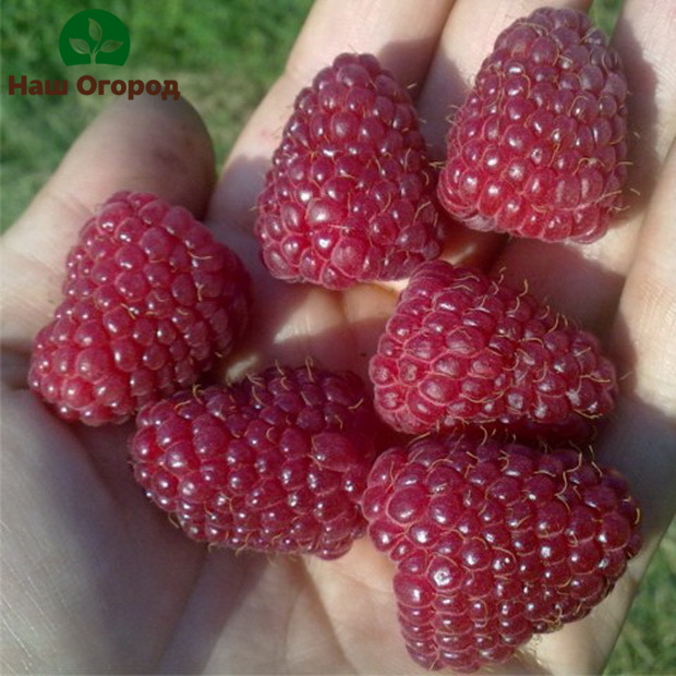 Große Beeren der Sorte Poklon Kazakova