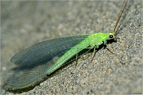 Insectes bénéfiques dans le jardin et le potager