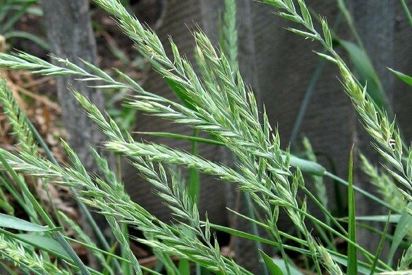 males herbes útils