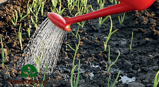 Winter garlic care in spring