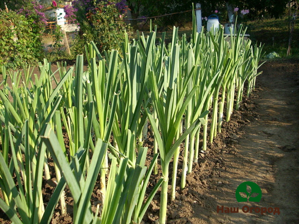 Leek bed