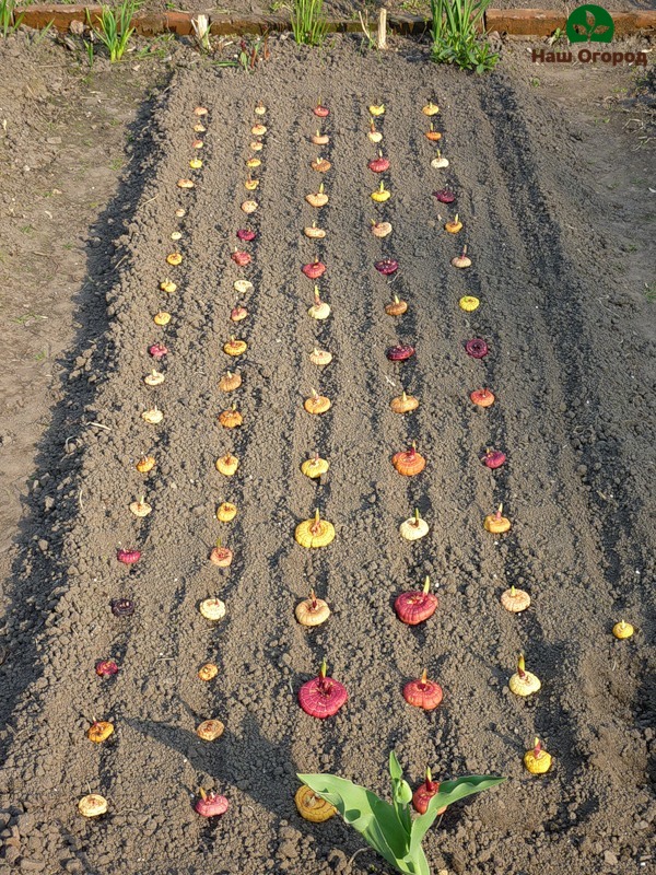 Planting colorful gladiolus bulbs