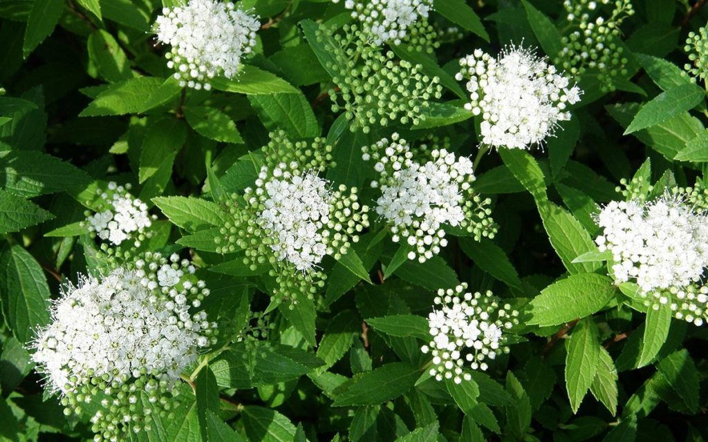 Spirea