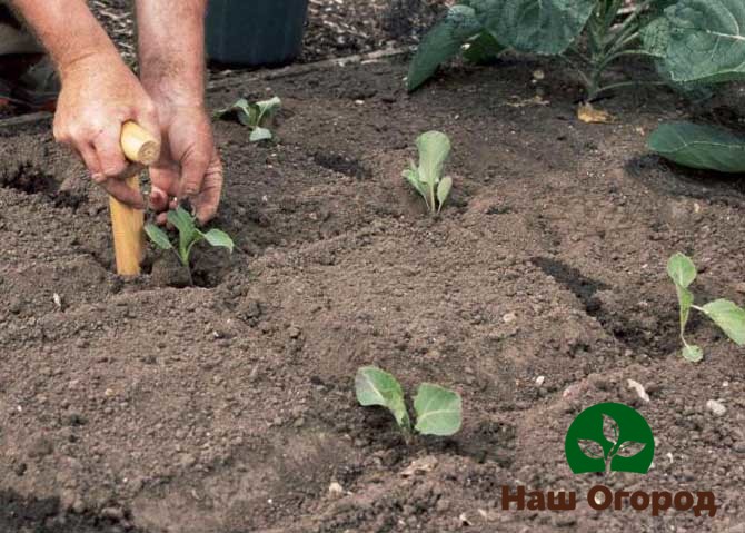 Romanesco cabbage needs to be grown at a great distance from each other so as not to damage its root system