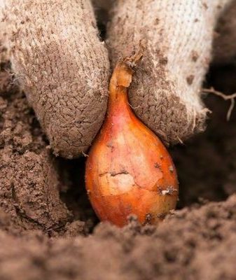 planting onions in the hole before winter