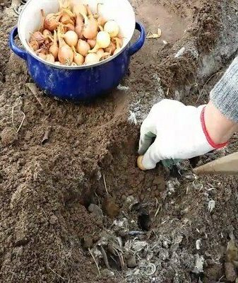 Zwiebeln vor dem Winter in die Erde pflanzen