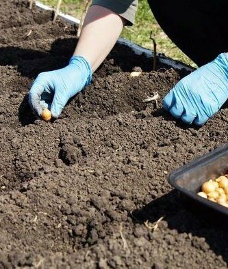 planting onions before winter