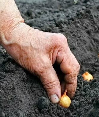 planting onion sets before winter