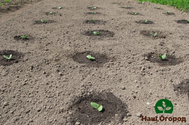 It is necessary to plant a pumpkin at a great distance from each other.