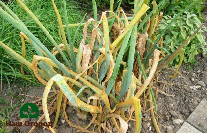 Yellowing dry onion feathers must be removed in a timely manner.