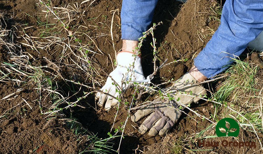 Lors de la plantation d'un groseillier dans un trou de plantation, il faut lui appliquer de l'engrais