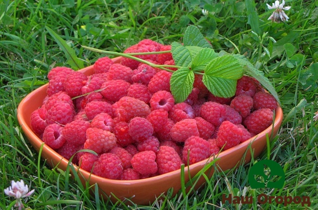 Ernte von Kirzhach-Himbeeren