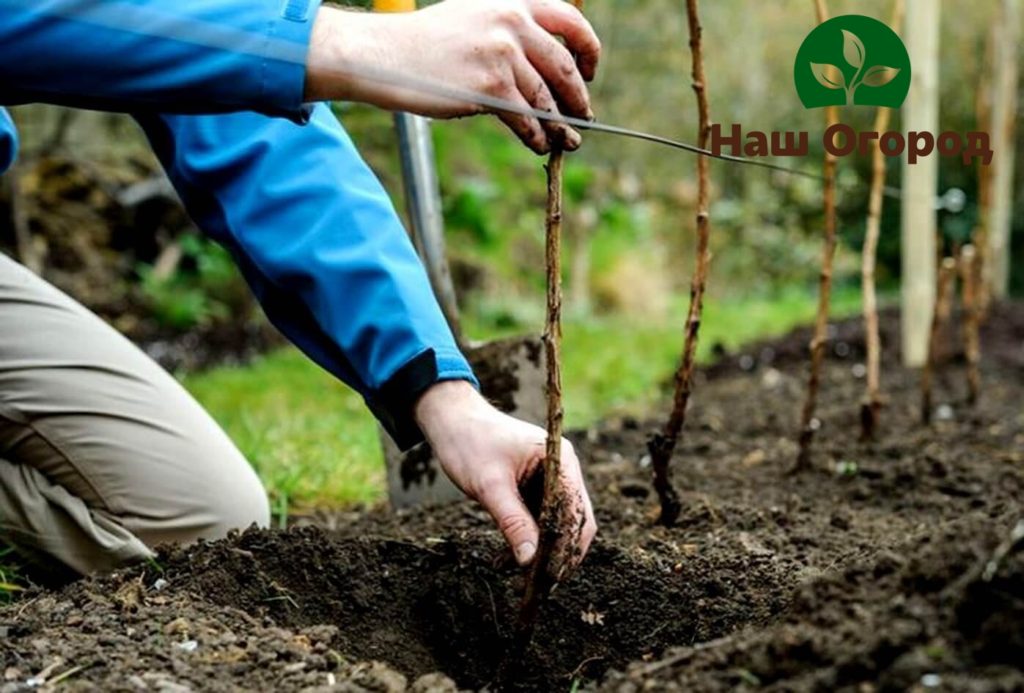 growing blackberries