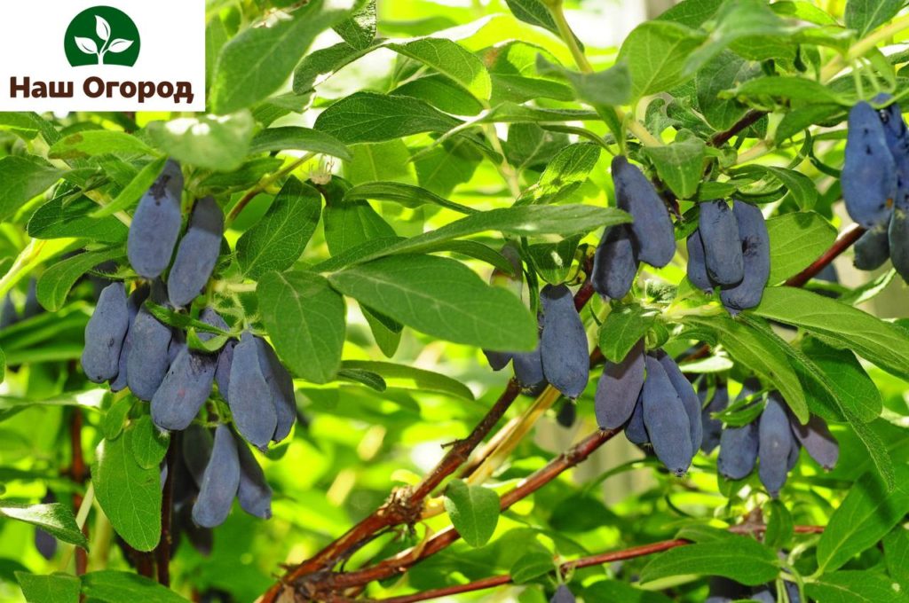 You have decided to plant honeysuckle in your area. Where to begin?